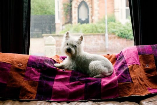 Rosa the dog Bold Orange, Hot Pink And Purple Tartan Harris Tweed & Brown Mole Velvet Double Patchwork Quilt