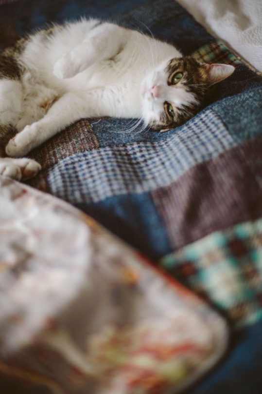 Rufus the cat Sunshine Yellow Velvet Double Harris Tweed Patchwork Quilt