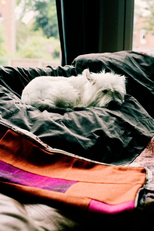 Rosa the dog snuggles up in her Harris Tweed quilt Rosa the dog snuggles up in her Harris Tweed quilt
