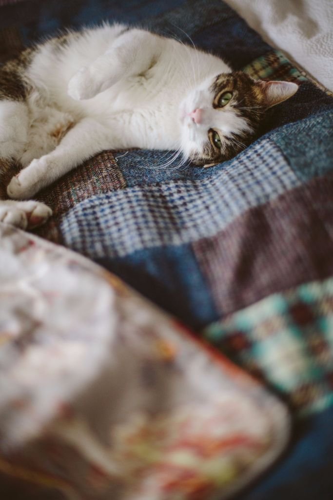 Rufus the cat keeps cosy in a quilt