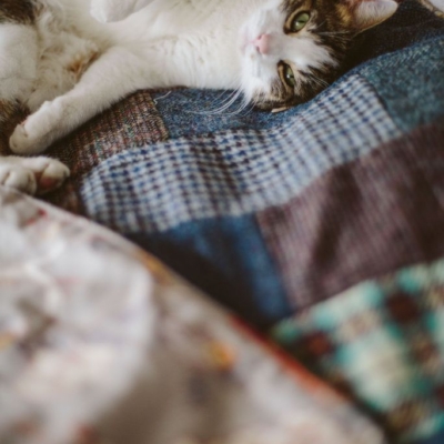 Rufus the cat keeps cosy in a quilt